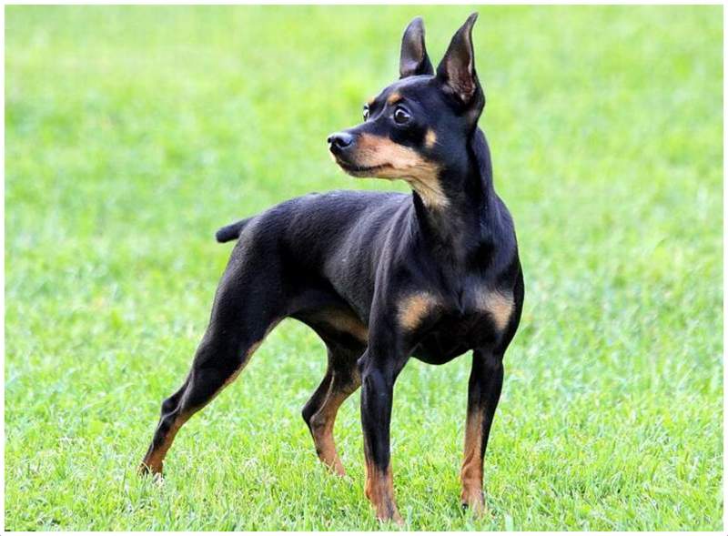 Prague Ratter (Pražský Krysařík) Facts, Pictures, Puppies