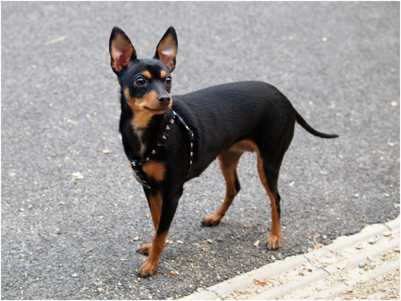 Prague Ratter (Pražský Krysařík) Facts, Pictures, Puppies