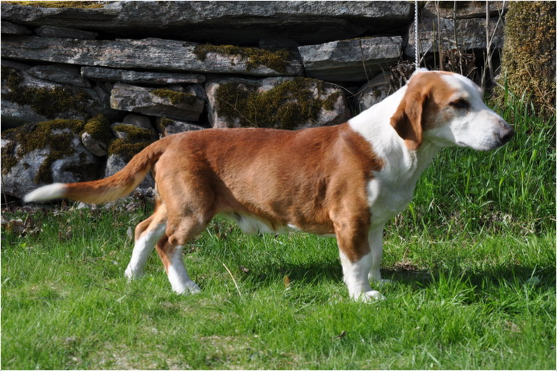 Drever (Dog) Facts, Pictures, Diet, Price, Lifespan, Breeding