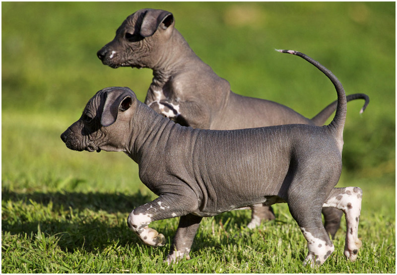 How Much Do Mexican Hairless Dogs Cost