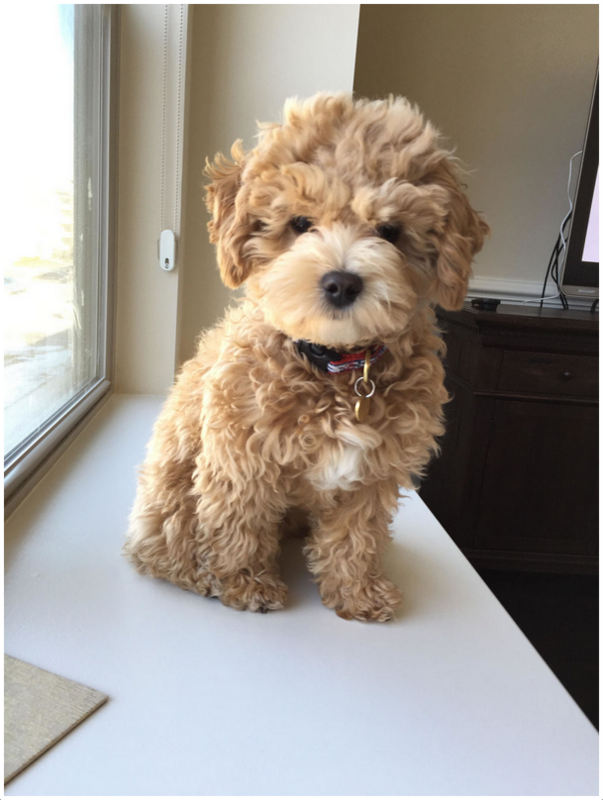 Toy Poodle Mix Breeds Wow Blog