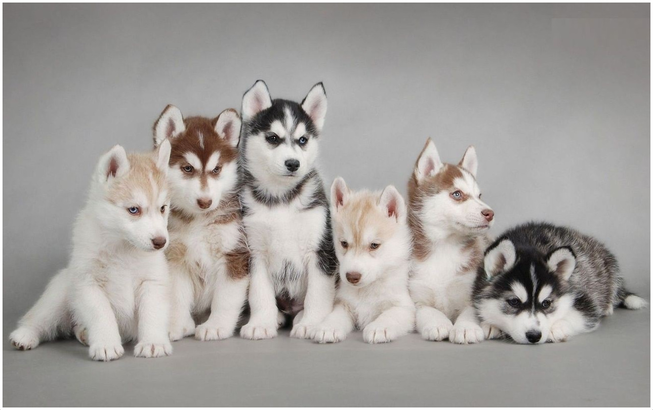 Alaskan Husky Facts, Pictures, Puppies, Breeders, Characteristics