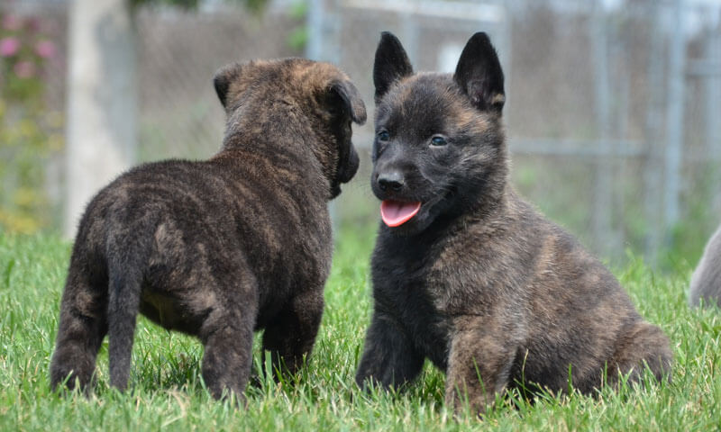 Long Haired Dutch Shepherd Breeders Dutch Shepherd Full Profile