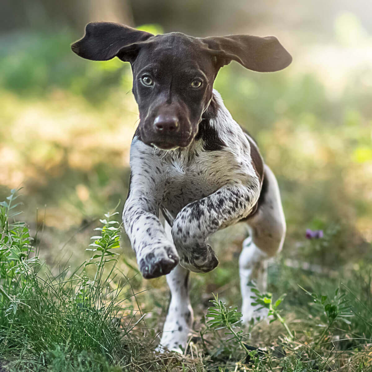 Pointer Dog Facts, Characteristics, Puppies, Temperament Animals Adda