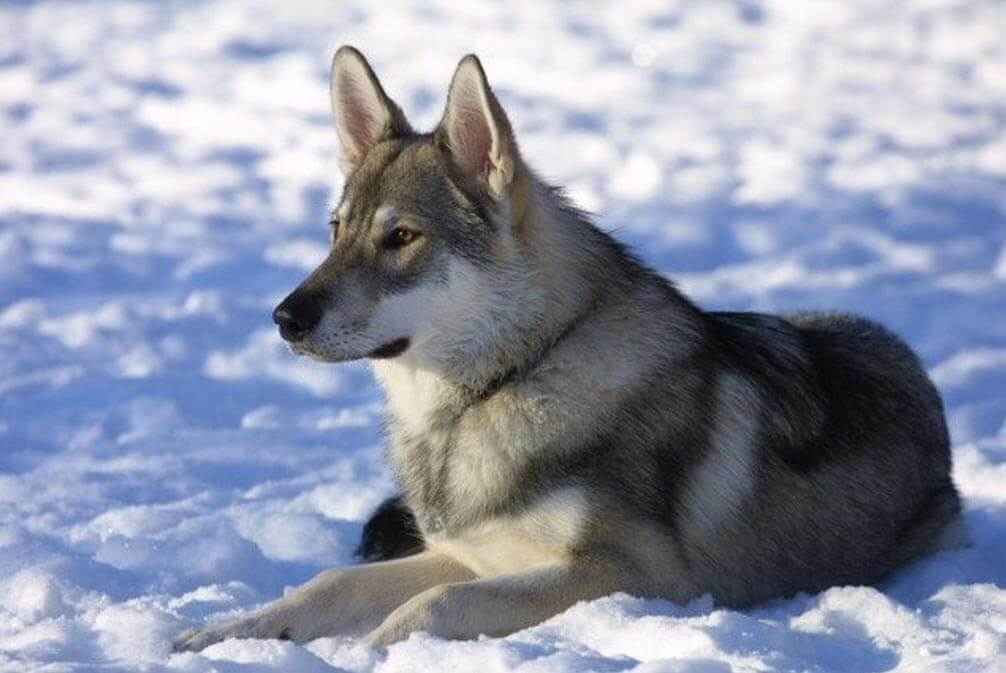 Tamaskan Dog Breeders, Facts, Puppies, Price, Temperament Animals Adda