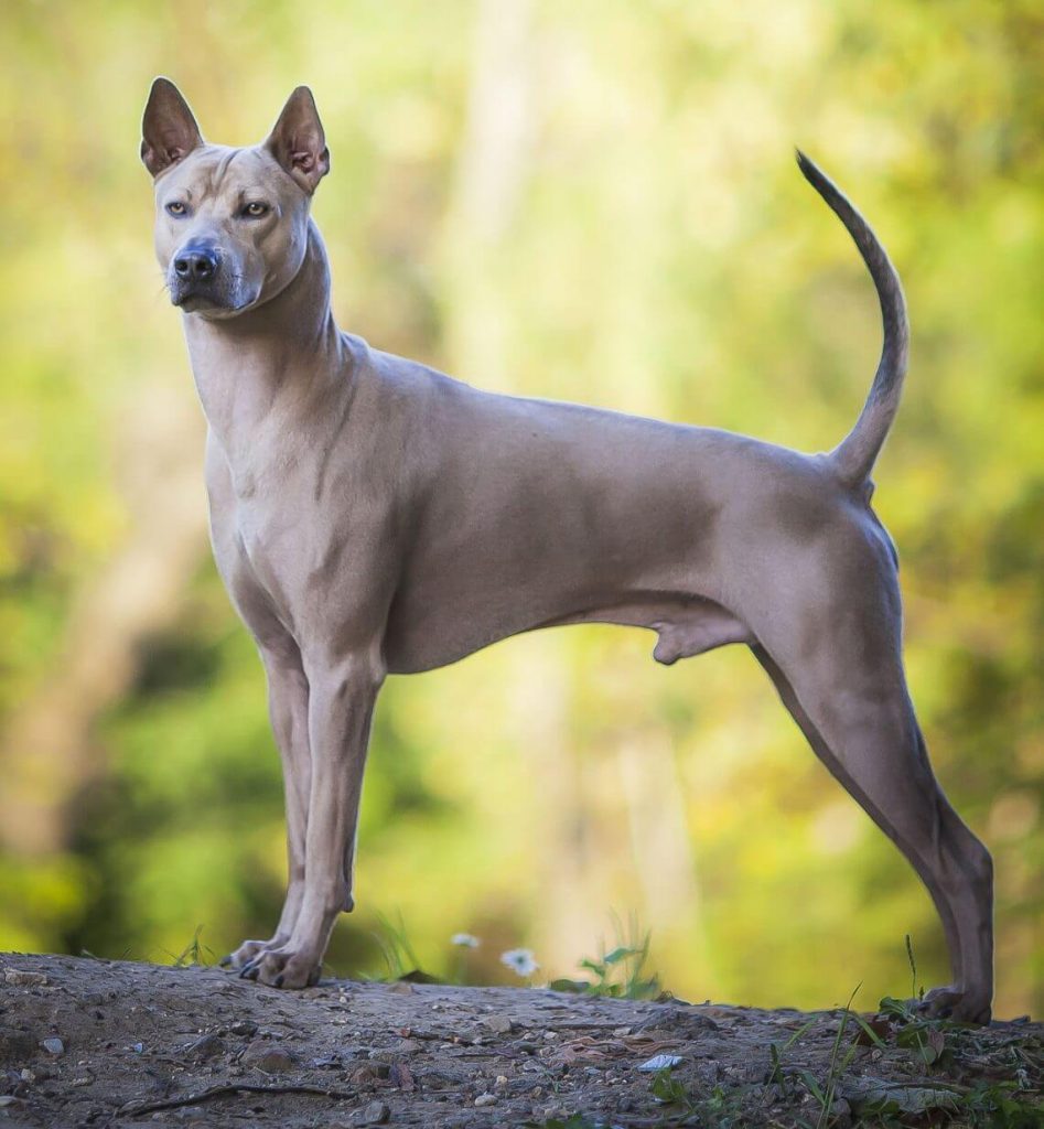 Thai Ridgeback Facts, Puppies, Price, Temperament, Breeders Animals