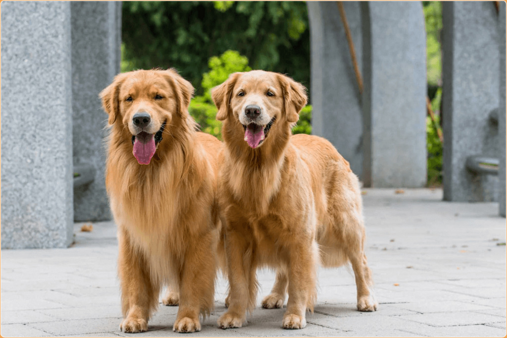 Golden Retriever Puppies, Facts, Price, Temperament, Breeders