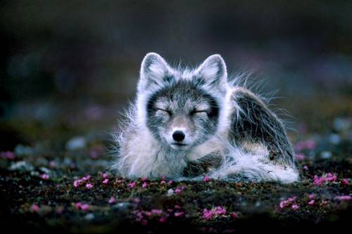 What Eats Arctic Foxes? - Arctic Fox Predators • Animals Answers