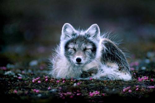 What Eats Arctic Foxes? Arctic Fox Predators • Animals Answers