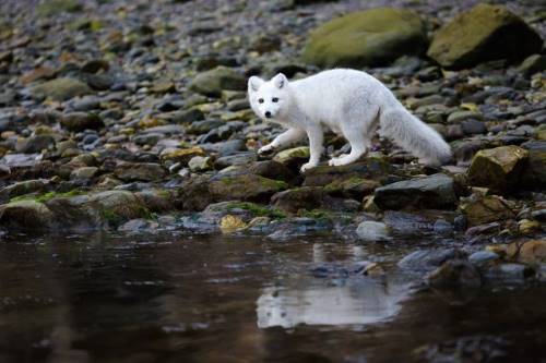 Where Do Arctic Foxes Live? Habitat • Animals Answers