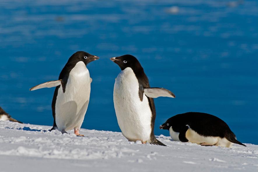 What Do Adelie Penguins Eat? Adelie Penguin Diet • Animals Answers