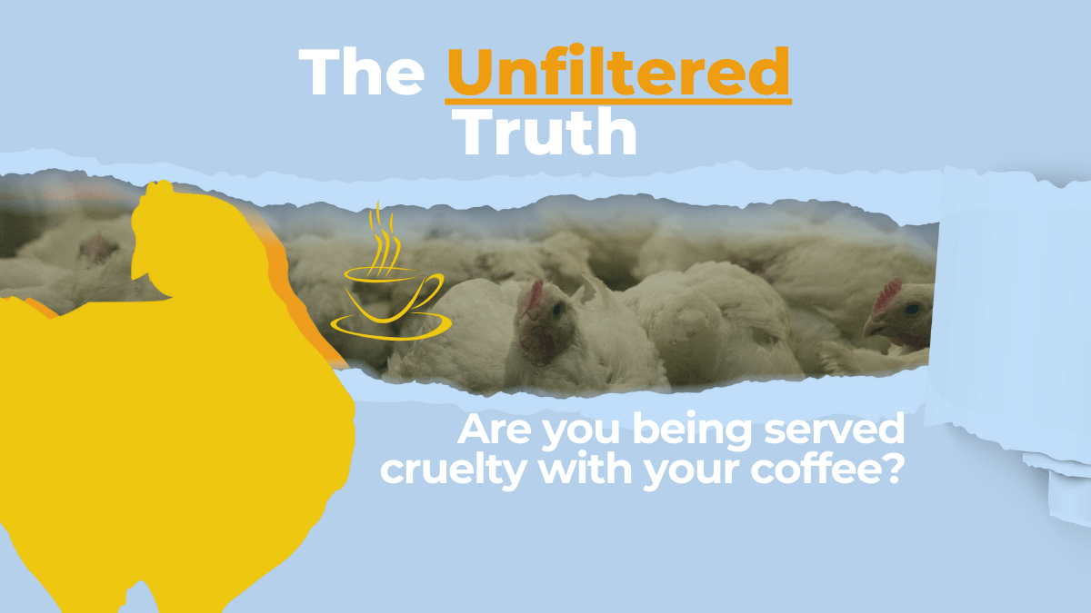 The Unfiltered Truth Animals Aotearoa Café Ranking Report