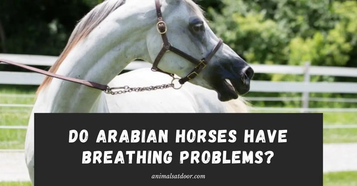 Do Arabian Horses Have Breathing Problems?