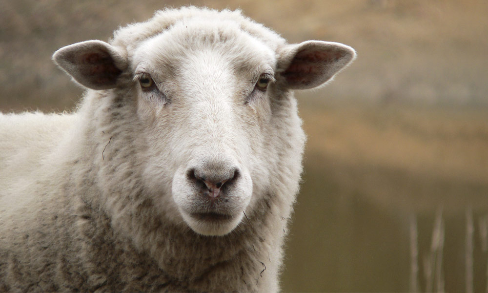 The secret lives of sheep Animals Australia