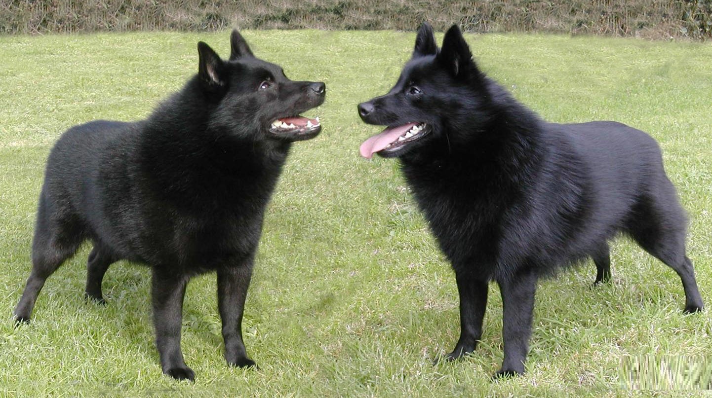 Schipperke Dog Breed Pictures, Information, Temperament