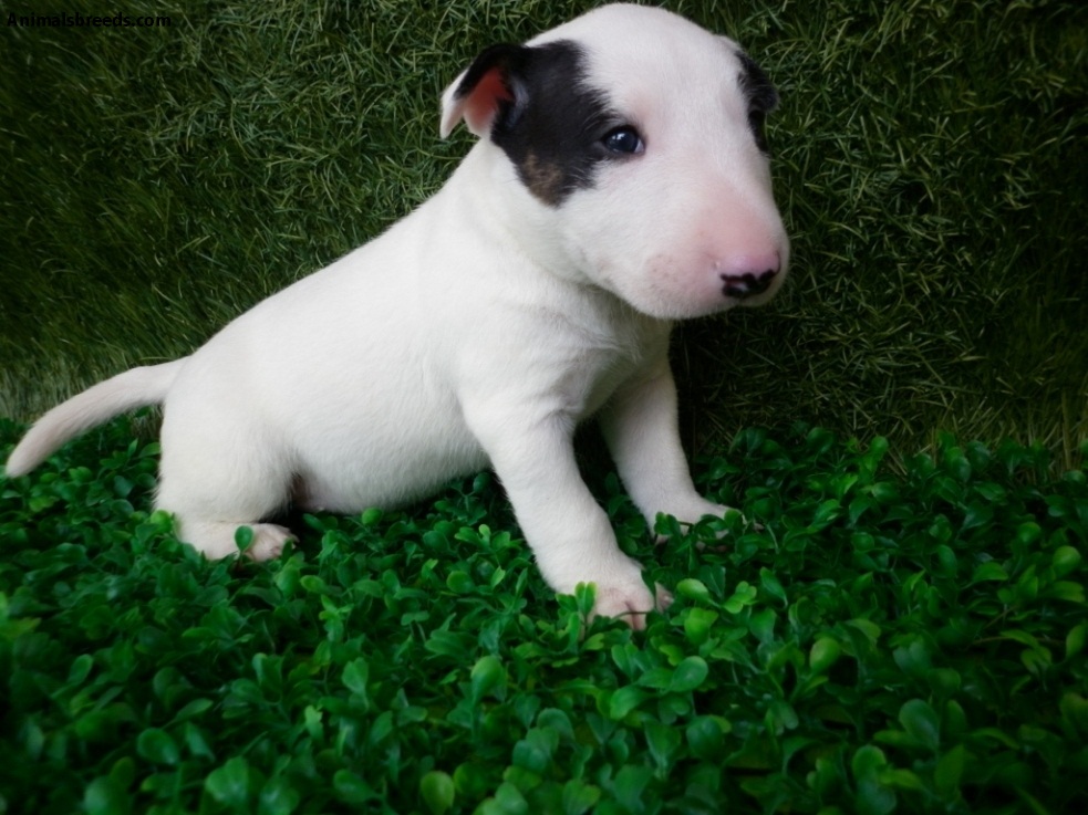 Miniature Bull Terrier Pictures, Information, Temperament