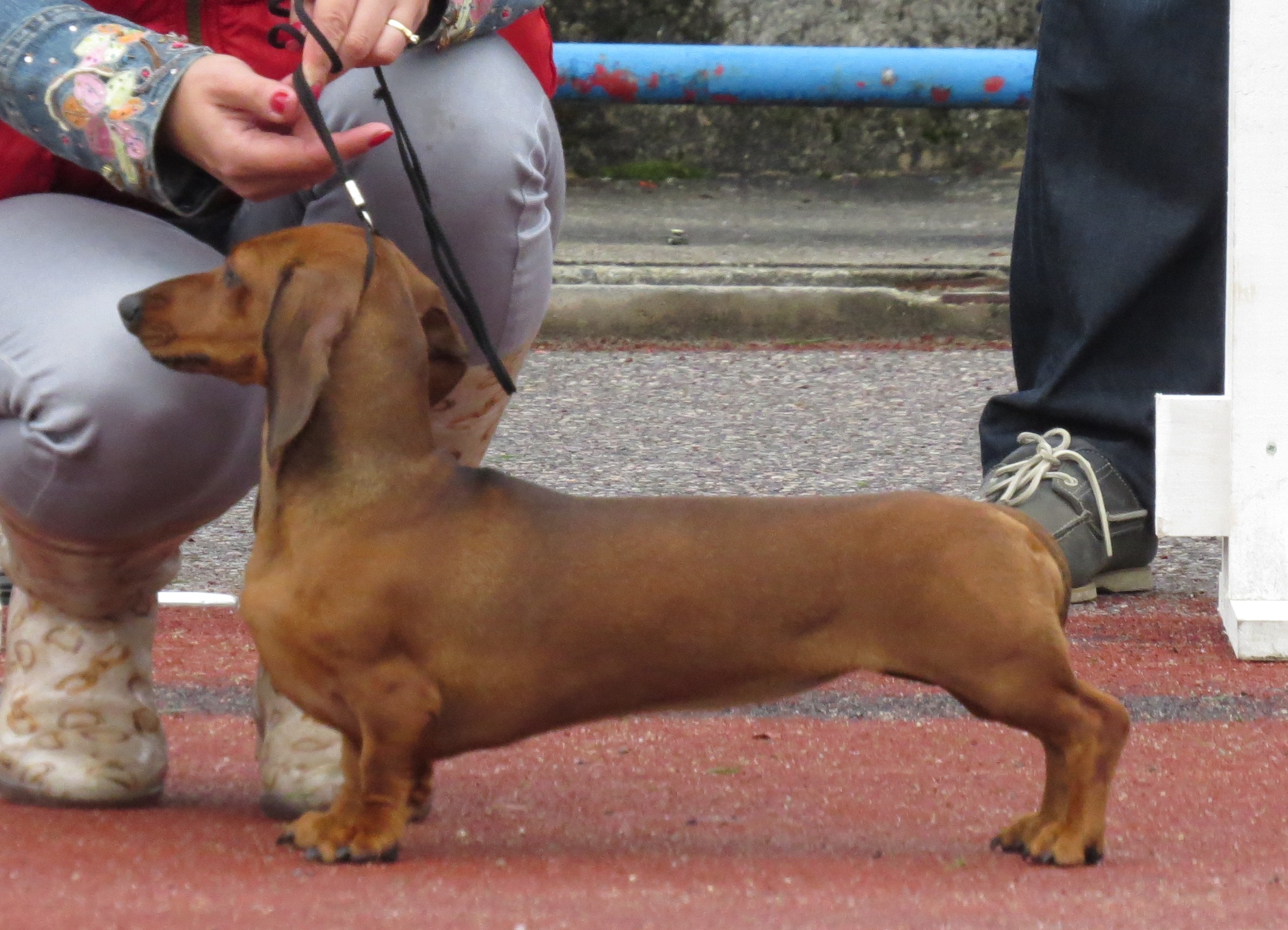 Dachshund Puppies, Rescue, Pictures, Information, Temperament