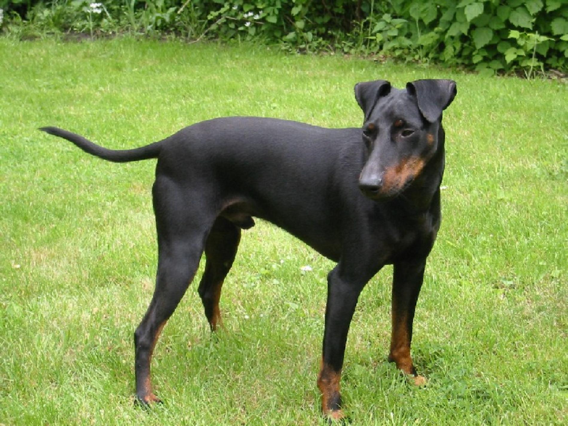 Manchester Terrier Dog Breed Pictures, Information