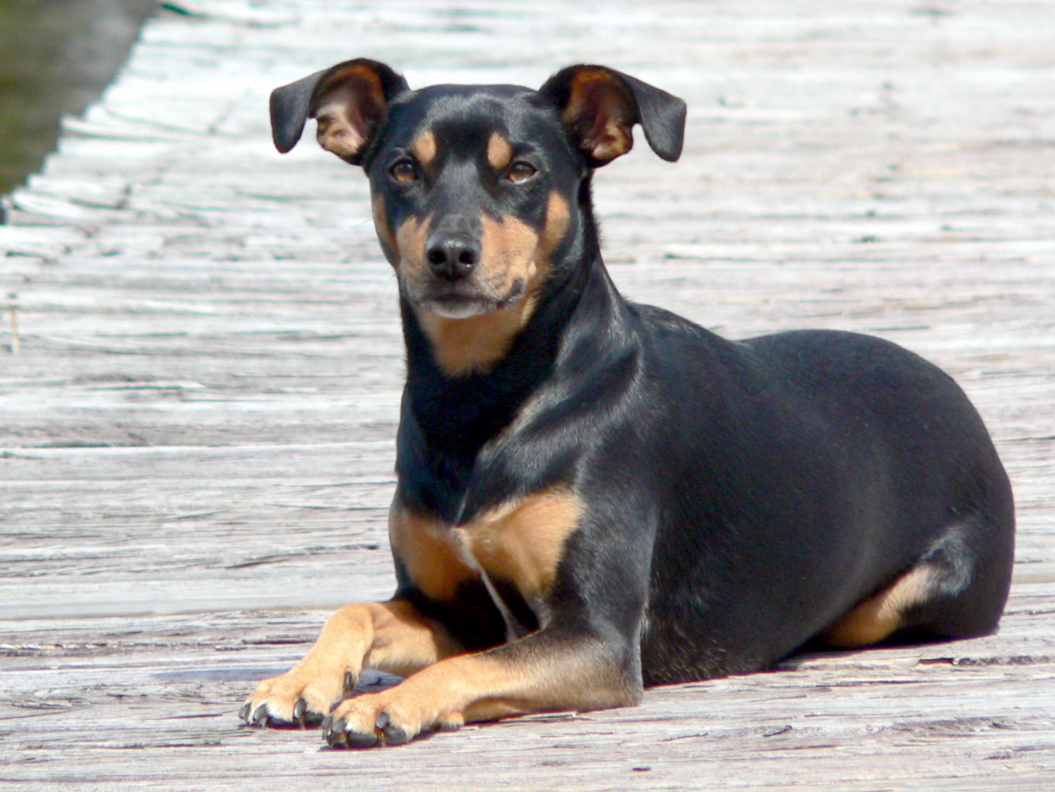 Manchester Terrier Dog Breed Pictures, Information