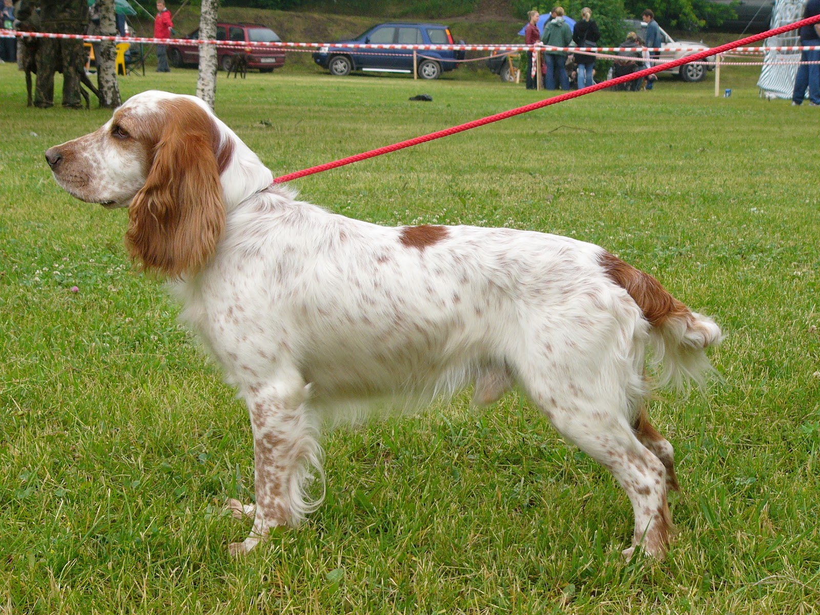 Russian Spaniel Puppies, Rescue, Pictures, Information, Temperament