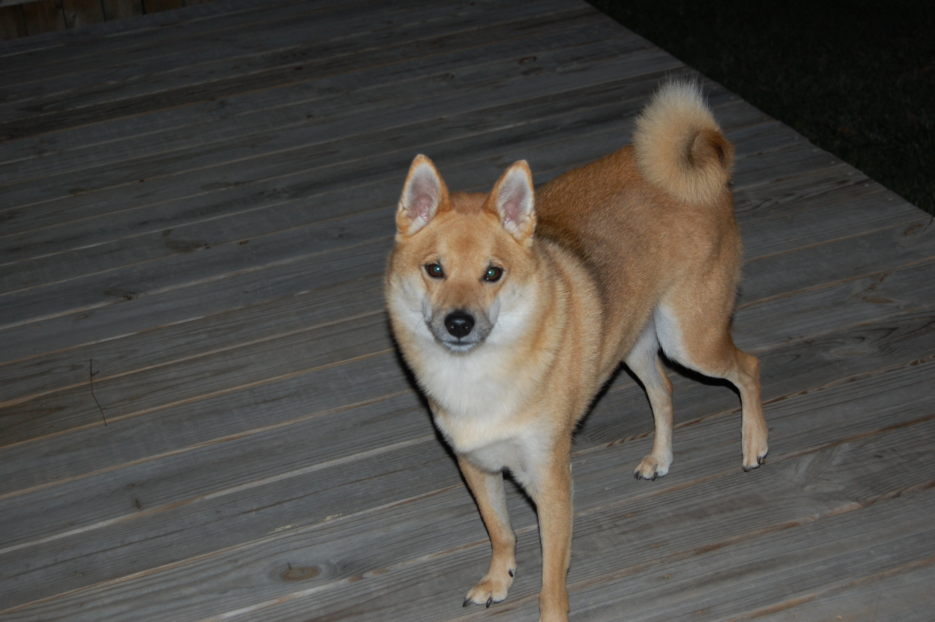 Shiba Inu Puppies, Rescue, Pictures, Information, Temperament, Price