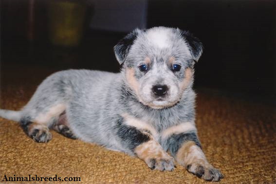 Australian Cattle Dog Puppies, Rescue, Pictures, Information