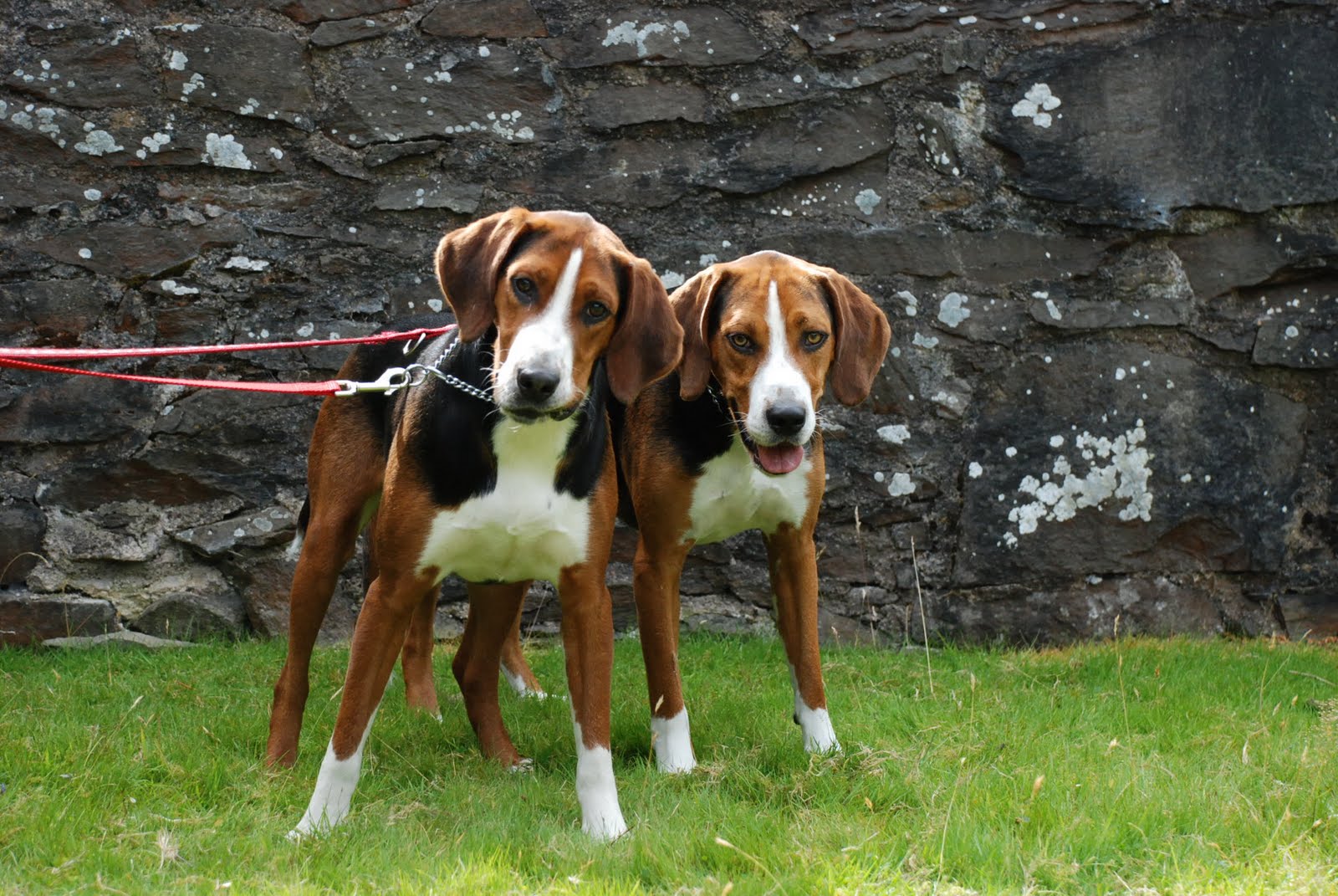 Hamilton Hound Puppies, Rescue, Pictures, Information, Temperament