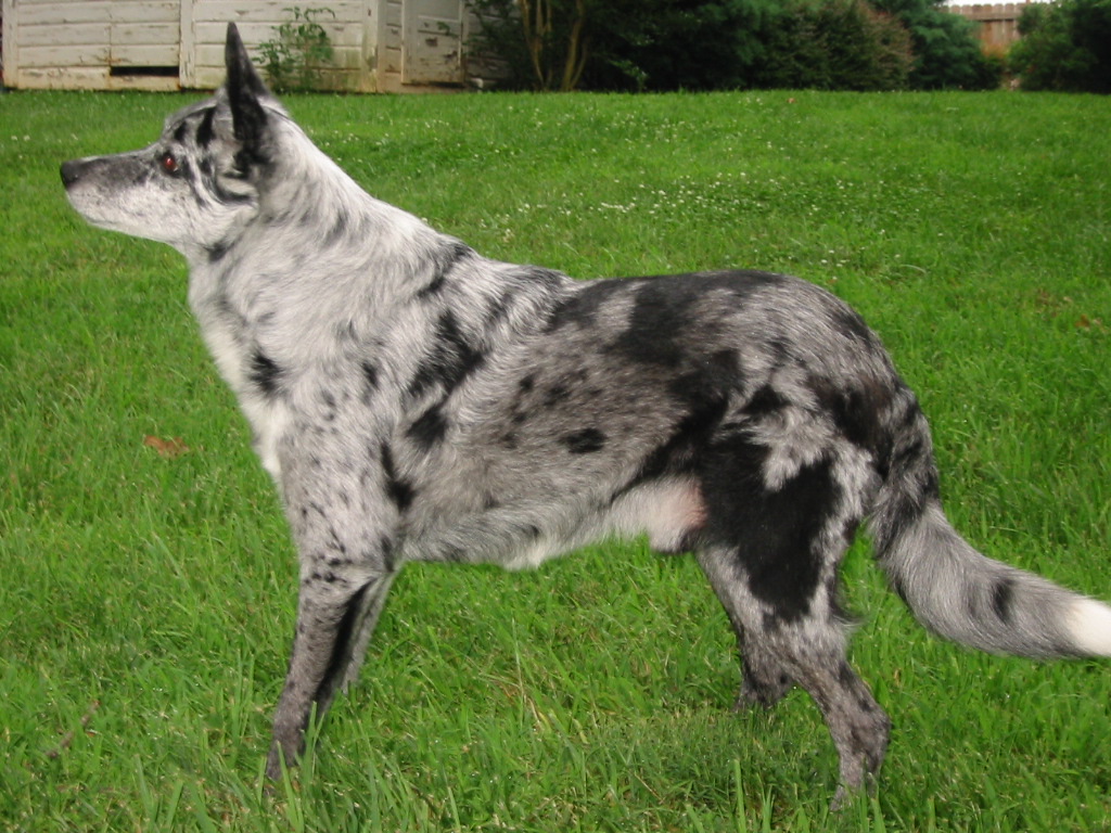 Koolie Puppies, Rescue, Pictures, Information, Temperament