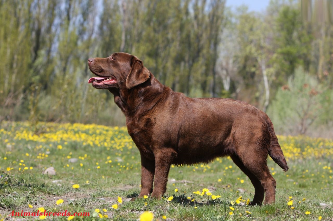 Labrador Retriever Puppies, Rescue, Pictures, Information