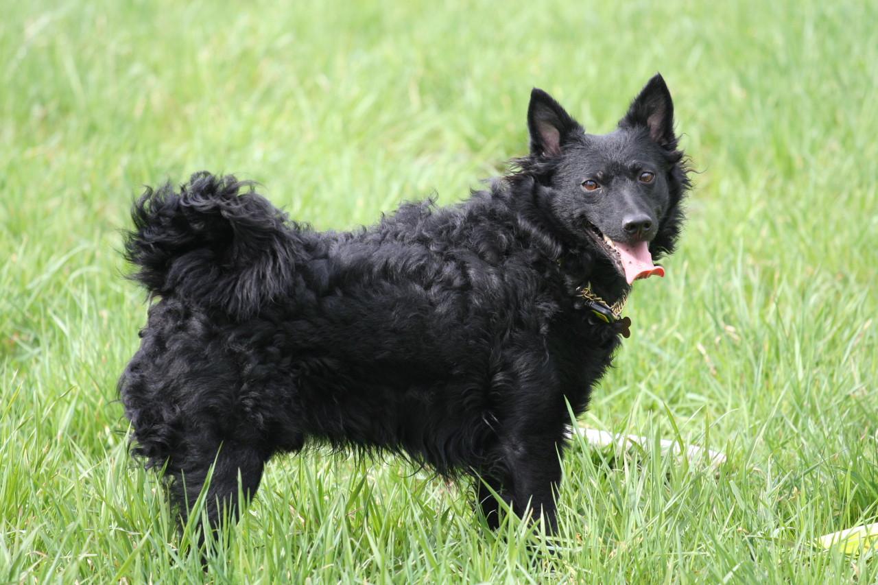 Mudi Puppies, Rescue, Pictures, Information, Temperament