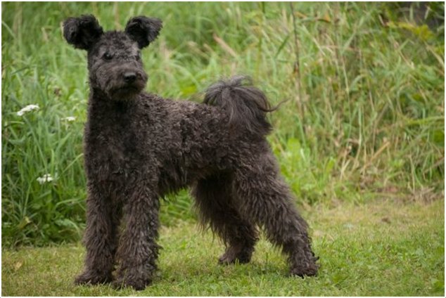 Pumi Puppies, Rescue, Pictures, Temperament, Characteristics, Price