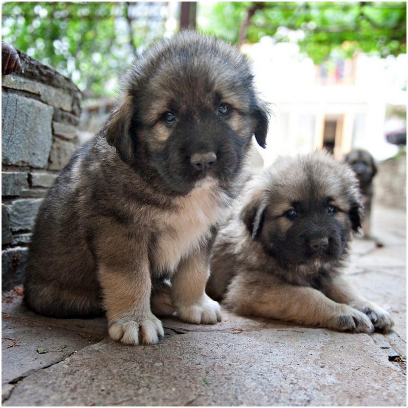 Sarplaninac Puppies, Rescue, Pictures, Temperament, Characteristics