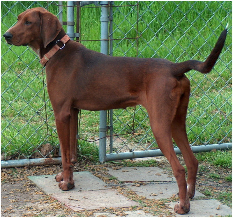 Redbone Coonhound Puppies, Breeders, Pictures, Facts, Training