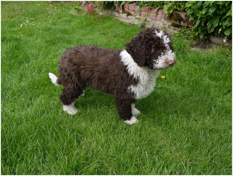 Spanish Water Dog Breeders, Puppies, Facts, Pictures