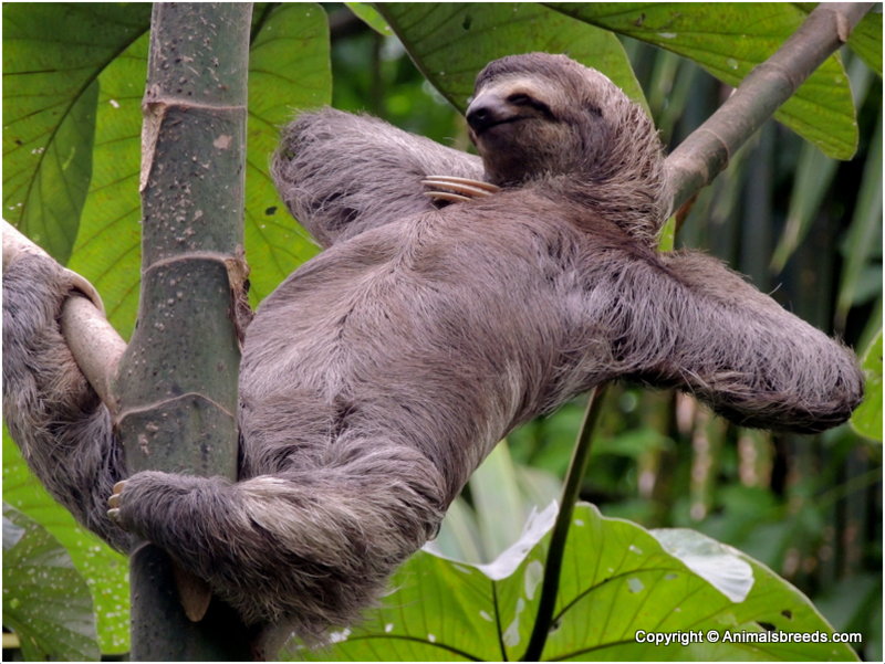 Sloth Facts, Pictures, Information, Behaviour, Lifespan, Lifecycle