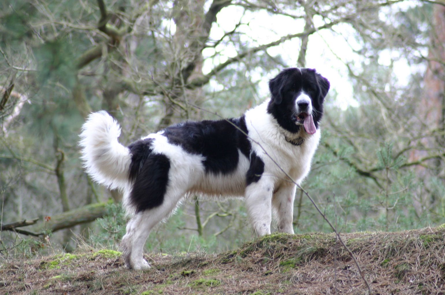 Landseer Facts, Pictures, Puppies, Breeders, Temperament, Lifespan