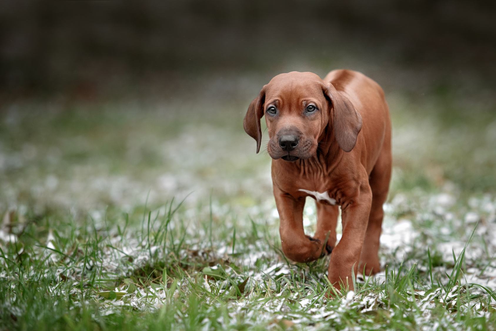 Rhodesian Ridgeback Facts, Temperament, Puppy, Shedding, Price