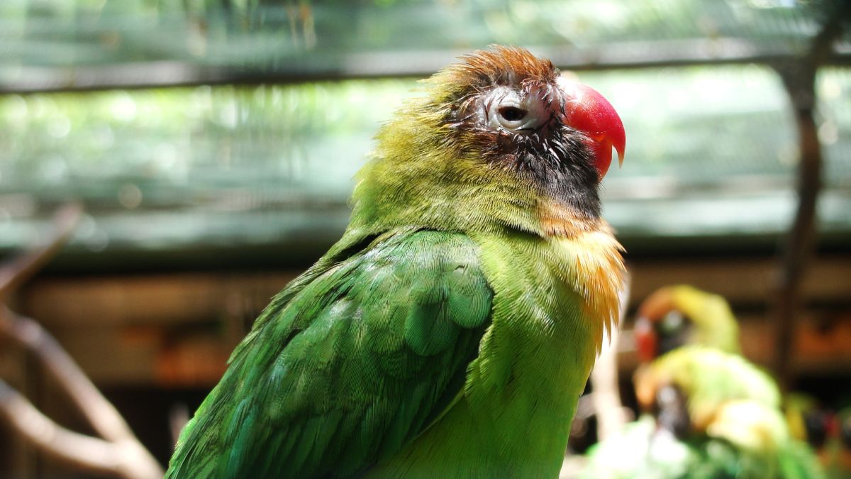 How Do Birds Sleep? A Guide to Avian Sleep Patterns