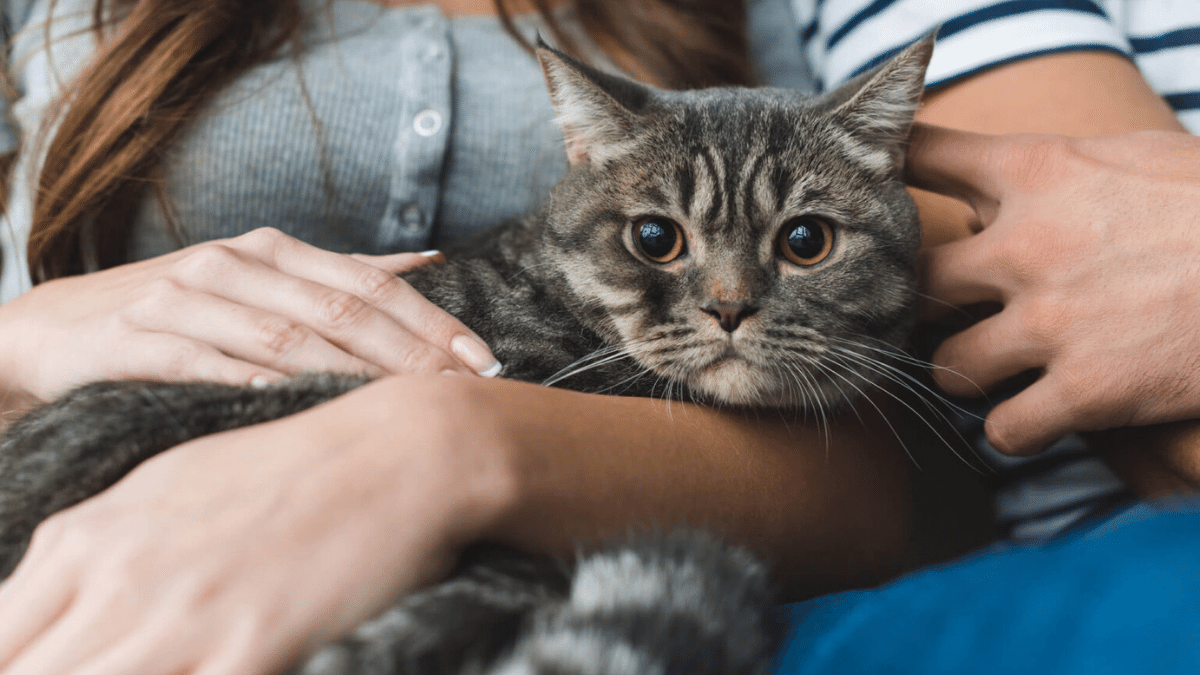 Can a Cat Be Autistic? An Indepth Look