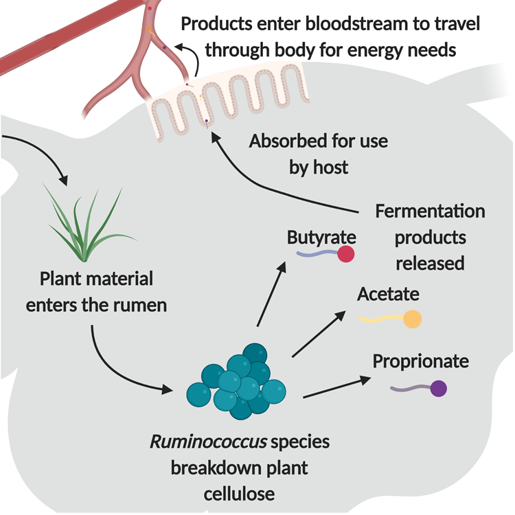 Rumen Microbes Ruminococcus species Department of Animal Science