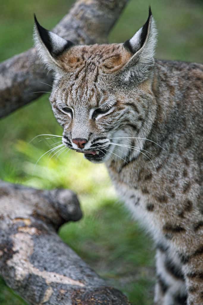 Bobcat Vs Cougar (Mountain Lion) Fight comparison, who win will?
