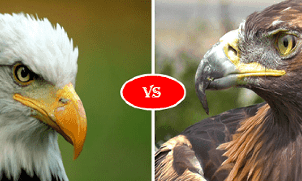 Can A Bald Eagle Kill A Small Dog