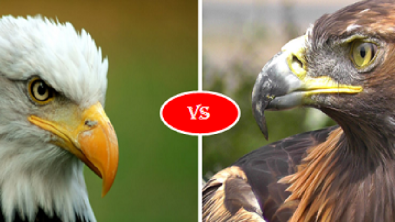 Eagle Gallery Golden Eagle Vs Bald Eagle Size