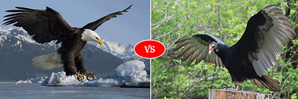 Vulture vs Eagle fight comparison who will win?