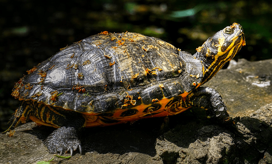 Frog vs Toad vs Turtle fight comparison and difference