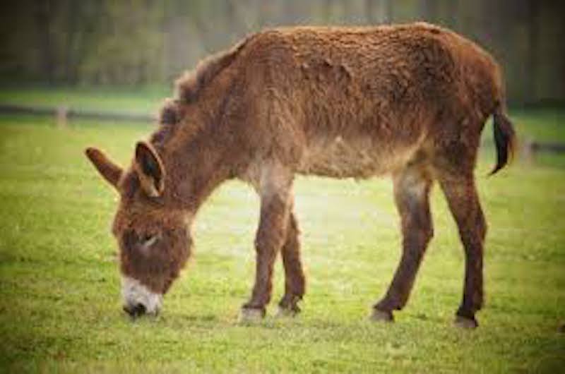 Zebra vs Horse vs Donkey difference and fight comparison