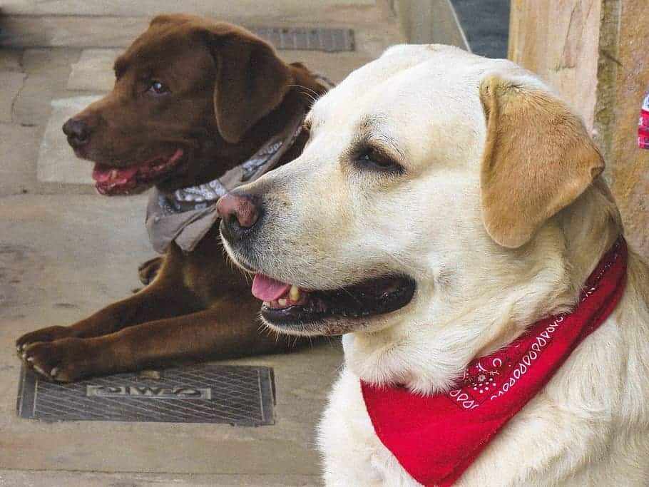 Golden Retriever vs Labrador Retriever vs German Shepherd