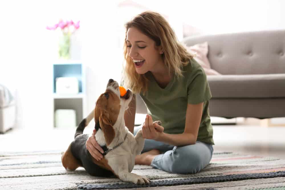 10 Scientific Benefits of Being a Dog Owner Animals Comparison