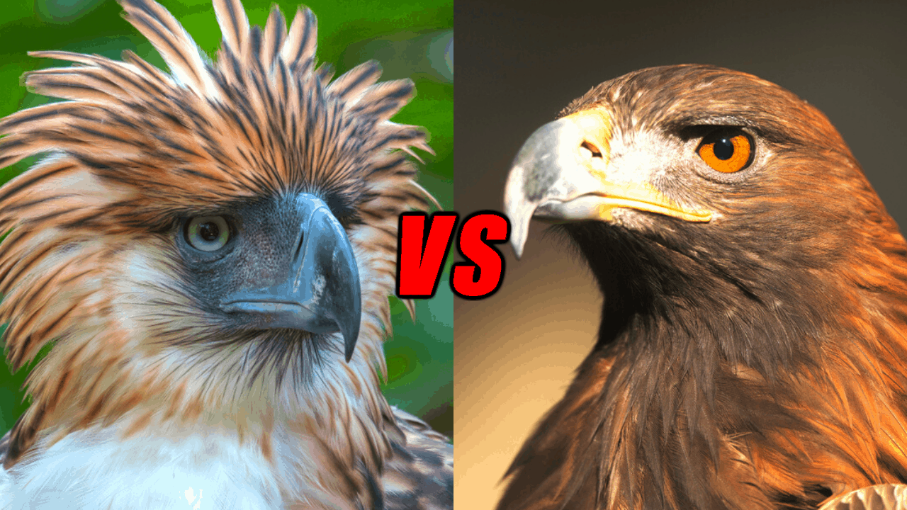 Philippine Eagle VS Golden Eagle Who Is The Most Powerful Eagle? Animals Comparison
