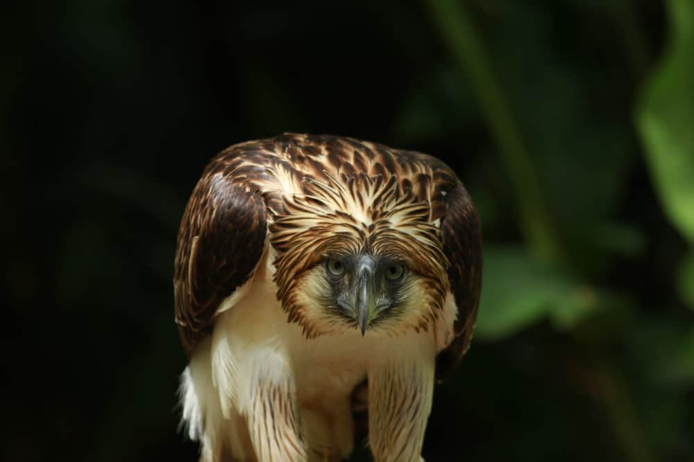 Philippine Eagle VS Bald Eagle Which Is The Strongest?